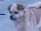 Adopt Peanut a Pug Beagle