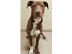 Adopt ADOPTED Willie (Oswego) a Doberman Pinscher Basset Hound