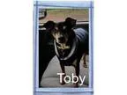 Adopt Toby a Miniature Pinscher