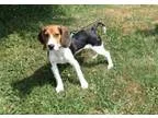 Adopt Oliver a Beagle