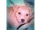 Adopt ANNA a TanYellowFawn - with White Australian Shepherd  Lab