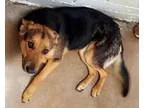 Adopt Maggie a German Shepherd Dog