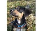 Adopt Dash a Black - with Tan Yellow or Fawn Dachshund  Beagle  