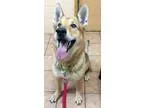 Adopt Juice a German Shepherd Dog