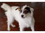 Adopt Carrier Underwear a Jack Russell Terrier