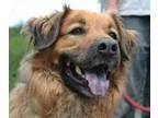 Adopt Myra a Chow Chow