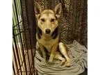 Adopt Levi a Corgi  Mixed dog in Kalamazoo MI (15228564)