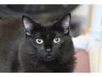 Adopt Taylor a All Black Domestic Shorthair (short coat) cat in 