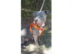 Adopt Baby Girl a Pit Bull Terrier
