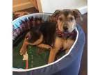 Adopt Liza a German Shepherd Dog