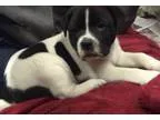 Adopt Chello MELT YOUR HEART a Border Collie German Shepherd Dog