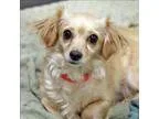 Adopt Baby Girl a Spaniel
