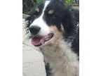 Adopt Spencer a Border Collie