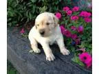 Akc agui labrador retriever puppies read