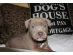 Adopt Prudence a TanYellowFawn Pit Bull Terrier  Mixed dog in Ga
