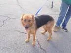 Adopt Maggie a German Shepherd Dog
