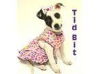 Adopt Prison dog 953 Tid Bit a Terrier