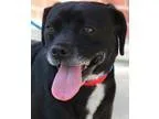 Adopt Kibbles aka Thelma a Beagle Pug