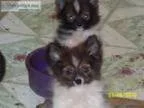For Sale small Pappypoms