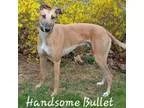 Adopt Pw bullet a RedGoldenOrangeCh estnut Greyhound  Mixed dog 