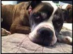 Adopt Stella Bella a Boxer
