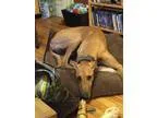 Adopt Asi a Greyhound