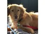 Adopt Nala a RedGoldenOrangeCh estnut Golden Retriever  Mixed do