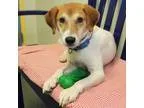 Adopt Braxton a White Beagle  Jack Russell Terrier  Mixed dog in