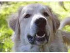 Adopt Dakota a Great Pyrenees Golden Retriever