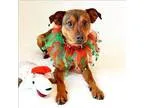 Adopt Timber a Miniature Pinscher  Mixed dog in Mipiltas CA (151