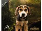 Adopt Kevin a Tricolor (TanBrown and Black and White) Beagle  Ra