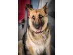 Adopt Glady a BrownChocolate - with Tan German Shepherd Dog  Mix