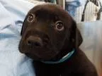 Adopt Amos a Black Labrador Retriever  Mixed dog in Grants Pass 