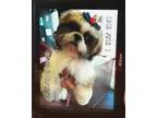Adopt Shih Tzu - Flo a Shih Tzu