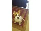 Adopt Nitro a White - with Tan Yellow or Fawn Australian Cattle 