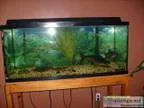 Gallon Custom Built Aquarium with lights and Stand