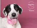 Adopt Kiara a Pointer Dalmatian