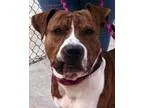 Adopt 16 BronsonAdopted a Terrier