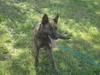 Adopt Dorsey (Needs foster) a Brindle Dutch Shepherd  Mixed dog 