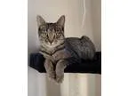 Adopt Captain a Tabby - Brown