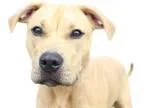 Adopt Carly a TanYellowFawn - with Black Pit Bull Terrier  Mixed