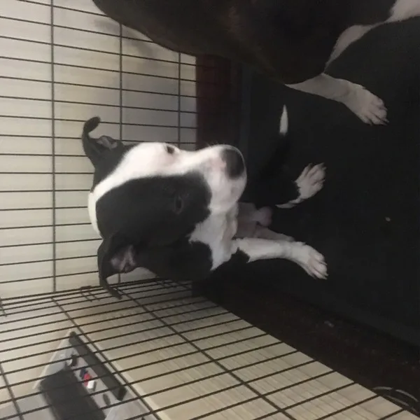 Smash - Male BasenjiTerrier (Unknown Type Small) Mix