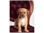 Adopt Blondie a TanYellowFawn Boxer  Labrador Retriever  Mixed d
