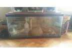 40 gallon fishreptile tank