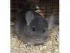 Adopt week old violet male chinchilla kit (baby) a Chinchilla