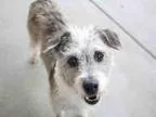 Adopt Sissy a Labrador Retriever Shepherd
