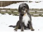 Adopt ELLIOT a Black Terrier (Unknown Type Medium)  Mixed dog in