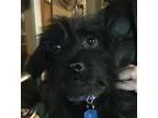 Adopt Mushu a Black Terrier (Unknown Type Medium)  Spaniel (Unkn
