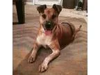 Adopt Kita a RedGoldenOrangeCh estnut - with White Australian Ca