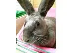 Adopt Maggie a GreySilver American  Mixed (short coat) rabbit in